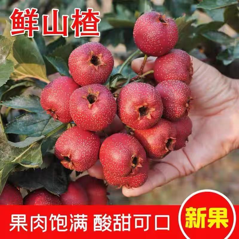 新鲜山楂果大果现摘红果无棱大金星棉球山楂糖葫芦