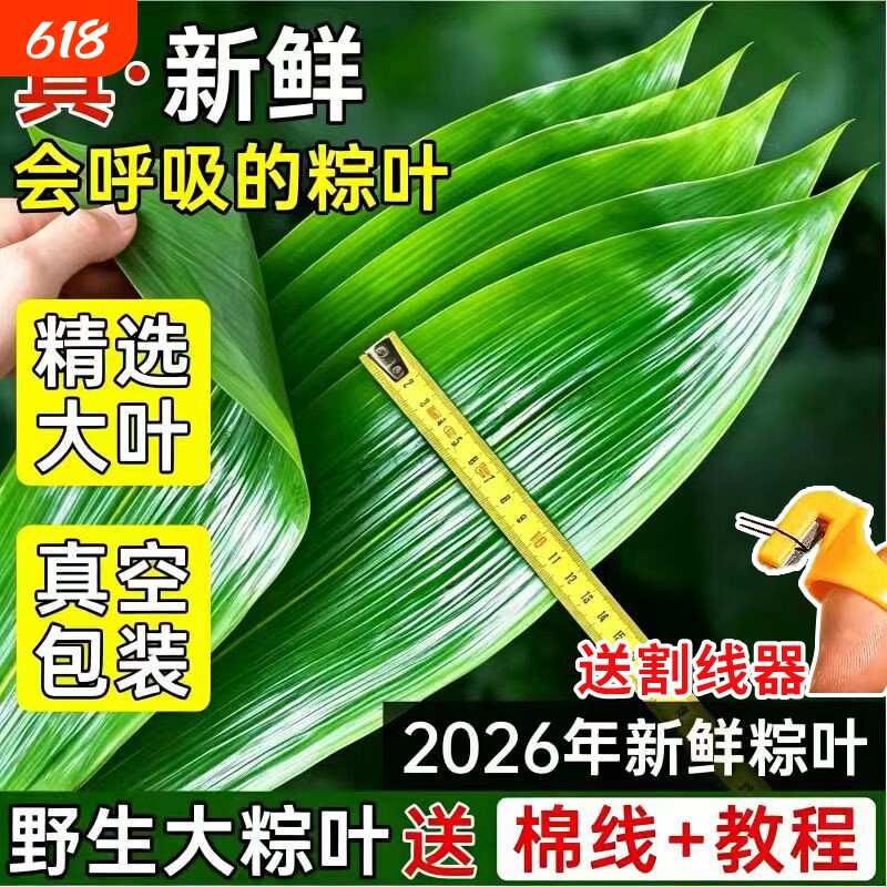 新鲜粽子叶干粽叶大号特现摘包粽子专用端午节批发真空装鲜粽叶
