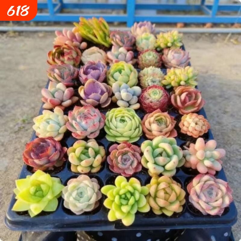 多肉植物套餐组合盆栽2-4厘米绿植花卉盲盒大颗好养室内精品肉肉