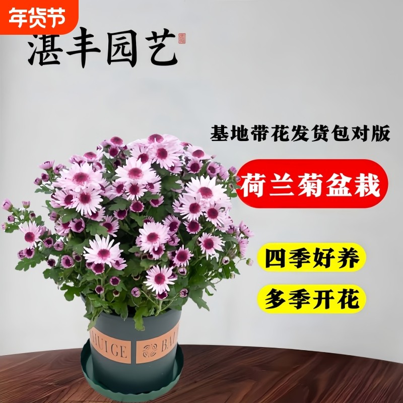 荷兰菊盆栽带花苞重瓣四季菊花开花大苗室内阳台花卉好养植物庭院,鲜花速递/花卉仿真/绿植园艺,时令草本花卉,淘宝优惠券,粉丝福利购,淘宝优惠卷
