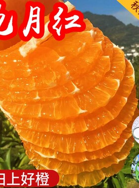 宜昌九月红橙秭归脐橙10斤整箱当季新鲜甜橙子果冻橙柑橘大中水果