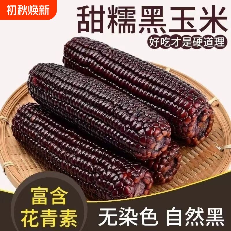 正宗黑糯玉米特产新鲜黏苞米粘甜玉米棒低脂代餐黑甜糯玉米