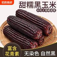 山西黑糯玉米新甜玉米低脂代餐8根整箱