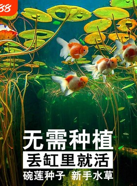 四季速成水草种子水族鱼缸造景活体淡水植物牛毛草水草增氧
