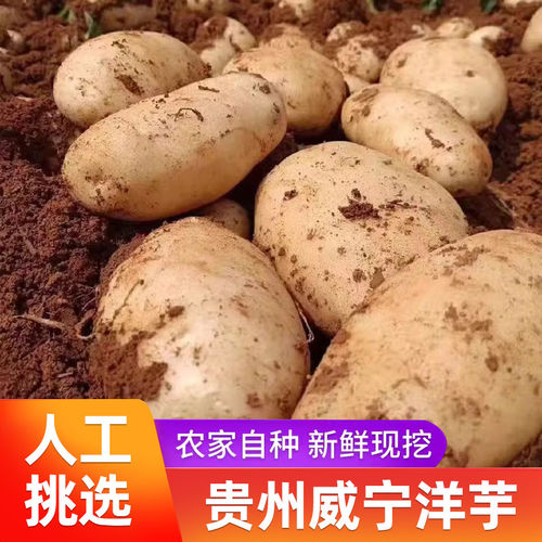 贵州特产正宗威宁土豆新鲜洋芋