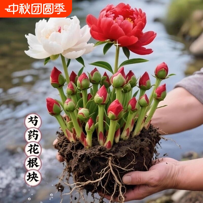 芍药花苗重瓣带芽种球大苗花卉牡丹花种根盆栽植物落日珊瑚室内图片