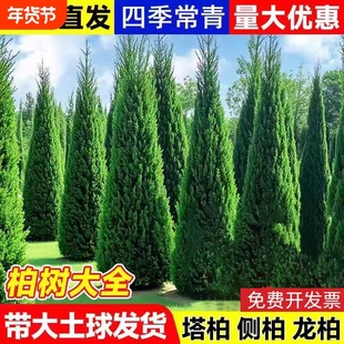 坟前树墓前绿植塔柏树苗松柏树苗侧柏树苗龙柏树苗植物节塔松圆柏