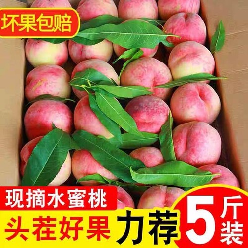 现摘当季水蜜桃5斤包邮