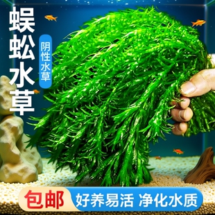 净水蜈蚣草水草植物鱼缸造景专用鱼草缸新手养鱼绿菊阴性后景绿植
