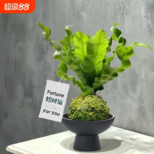 客厅办公室内喜阴盆栽防辐射绿植净化空气花绿色桌面摆件办公室