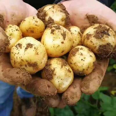 贵州毕节农家自种黄心小土豆洋芋