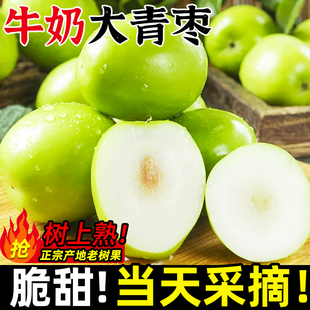 礼盒 福建漳州牛奶大青枣新鲜水果包邮当季贵妃鲜枣苹果蜜枣冬枣