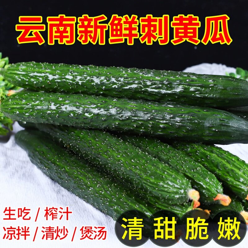 新鲜黄瓜现摘生吃长条带刺农家种植当季云南绿心优质蔬菜农场直供