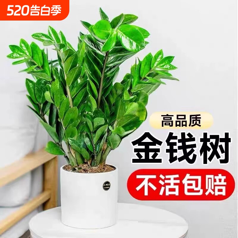 金钱树盆栽植物室内花卉大型客厅好养绿植大摇钱招财小发财树摆放