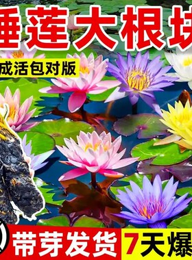 睡莲水培植物盆栽带花四季开花卉大根块池塘莲花种苗水养荷花根茎