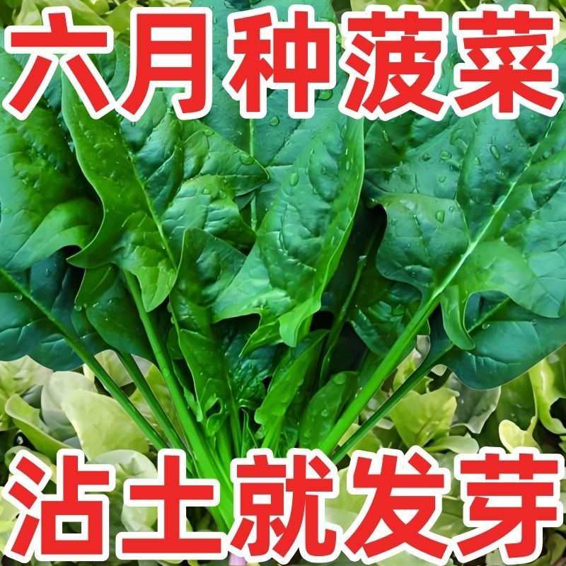 夏播耐高温耐热菠菜种子高产红根大叶王超波菜子秋季播种蔬菜种子