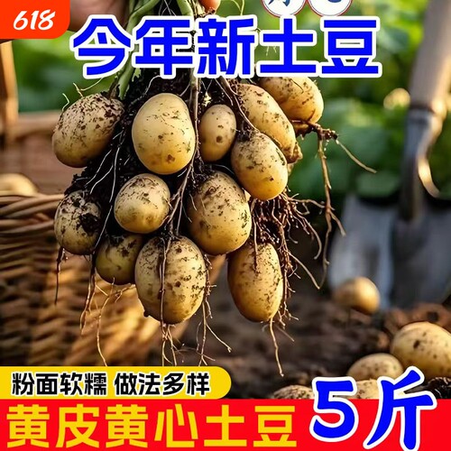 老品种小土豆黄皮黄心