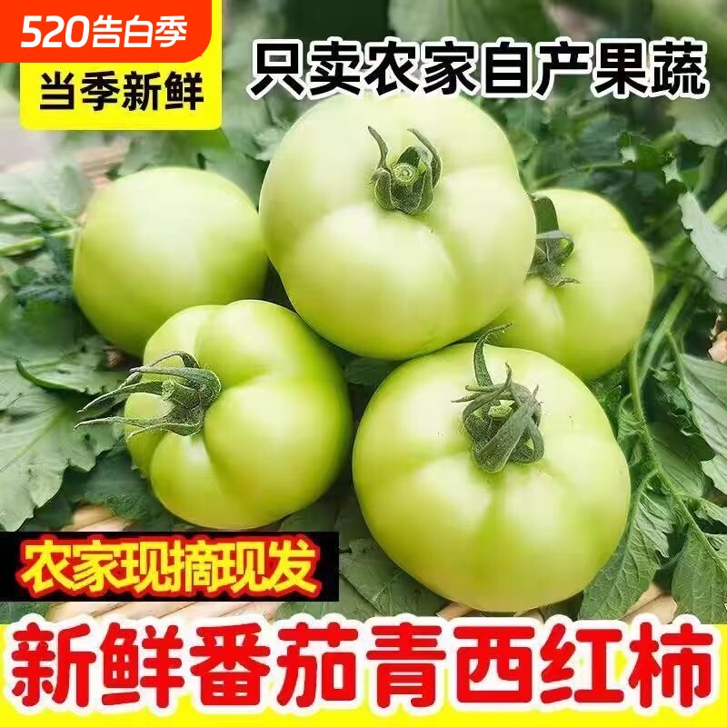 青番茄应季新鲜青西红柿未成熟生蕃茄蔬菜炒菜用农家自种现摘现发