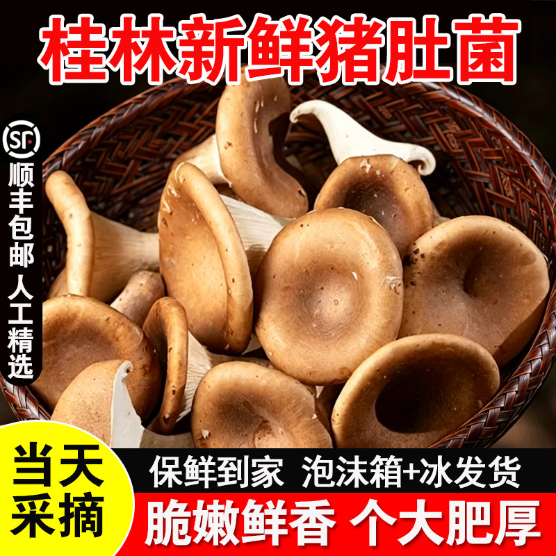 顺丰包邮新鲜猪肚菇猪肚菌大伞菌当季蘑菇类菌子生鲜火锅食材美味