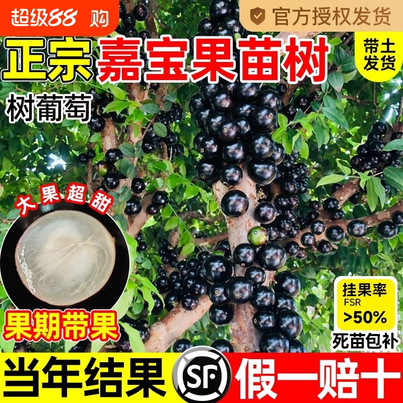 正宗四季嘉宝果苗树葡萄