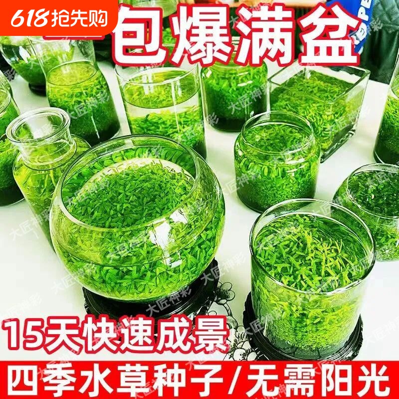 水草种子草微生态增氧造景水草泥四季鱼缸小型对叶水生底部植物