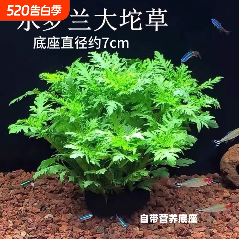 养鱼养龟新手懒人好养活淡水水罗兰坨草鱼缸造景水草植物绿植阴性