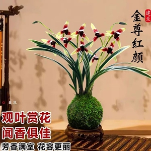 金边水培香水兰花苗四季兰好养室内阳台绿植浓香矮种禅意桌面盆栽
