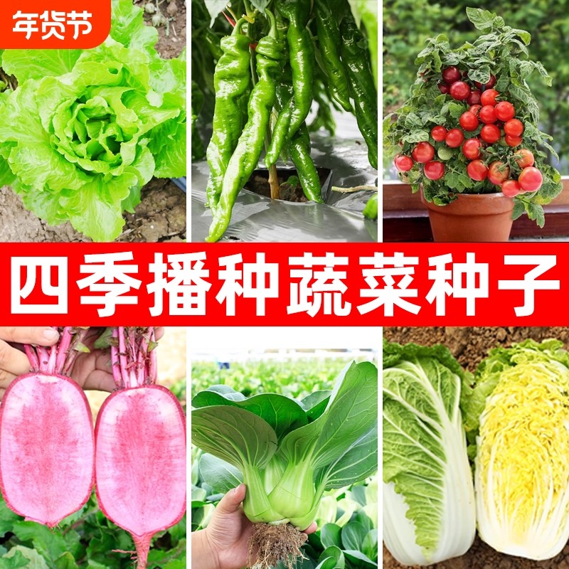 蔬菜种子四季播盆栽阳台庭院香菜生菜菠菜小葱简单秋易种籽孑大全