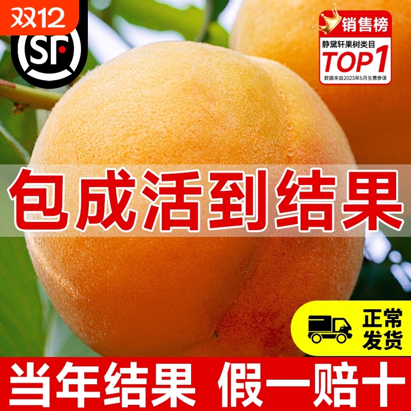 黄桃树苗当年结果假一赔十