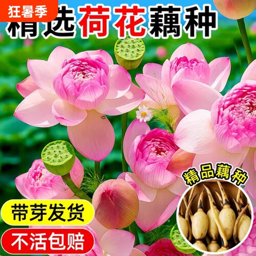 荷花盆栽藕种藕苗水养碗莲花苗缸栽睡莲水培绿植物花卉种子鱼池塘
