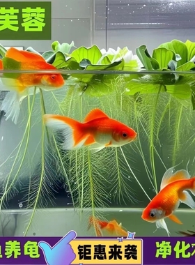 水芙蓉鱼缸水草浮萍养龟养鱼养虾造景净化水生植物古法养鱼植物