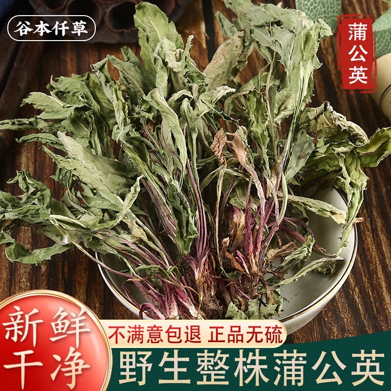 正宗野生蒲公英特级中药材黄花地煮水泡茶水整棵新鲜