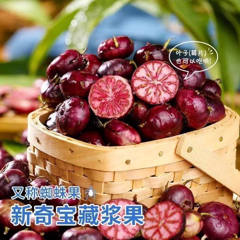 【精选】云南红果参新鲜现摘8盒大果高山蜘蛛果水果一整箱非蓝莓,水产肉类/新鲜蔬果/熟食,其它,淘宝优惠券,粉丝福利购,淘宝优惠卷