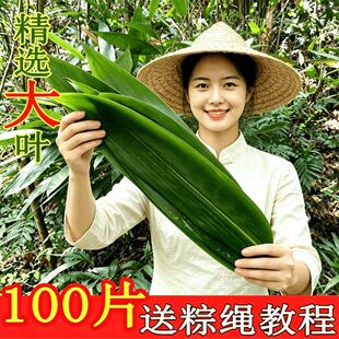 新鲜棕叶特大号天然新鲜宽棕叶今年优质新叶包包粽子专用真空包装