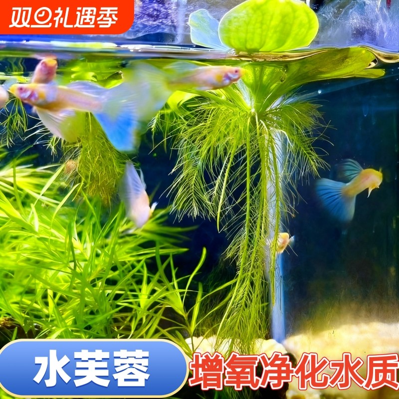 水芙蓉净化水质盆栽庭院室内外种植观赏浮萍水草生态缸养鱼虾水草