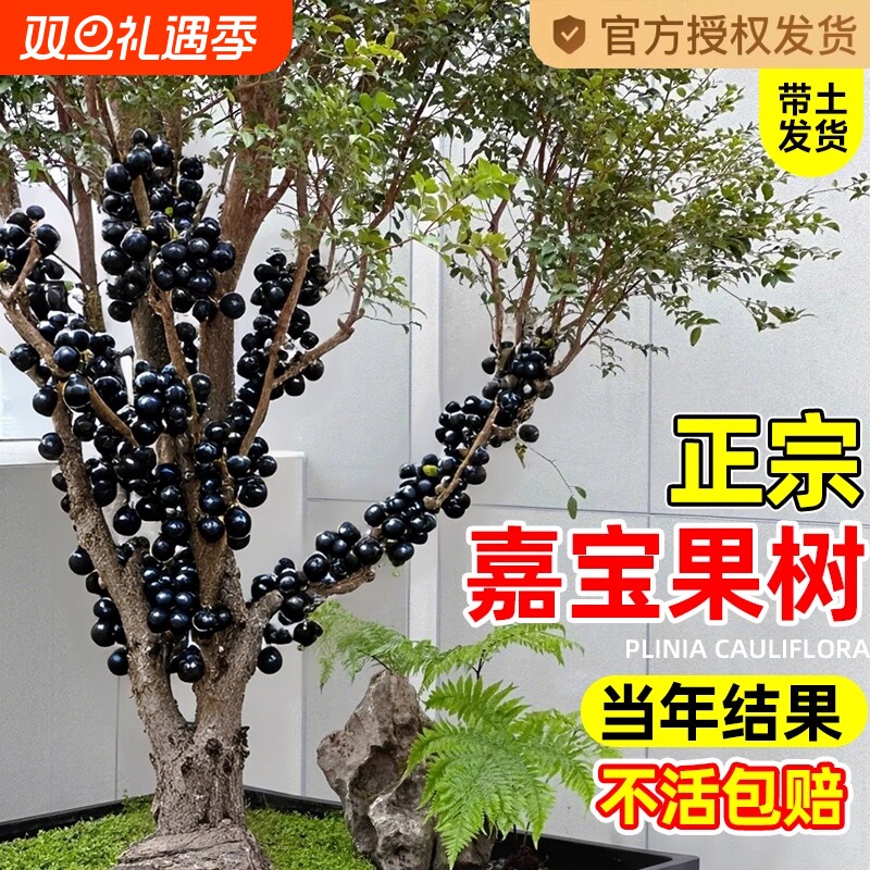 正宗四季嘉宝果苗树树葡萄果苗沙巴艾斯卡庭院果树南北方种植盆栽