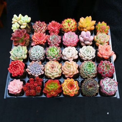 多肉植物 小盆栽批发 豪华套装多肉组合桃蛋玉露绿植花卉园艺