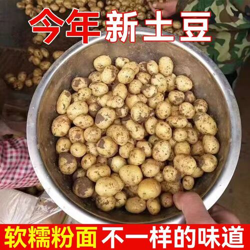恩施小土豆高山新鲜现挖