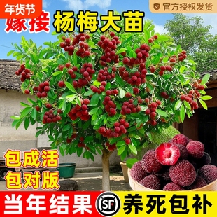 特大杨梅树苗东槐仙居东魁南方嫁接黑炭水果树果苗南方种植地栽苗