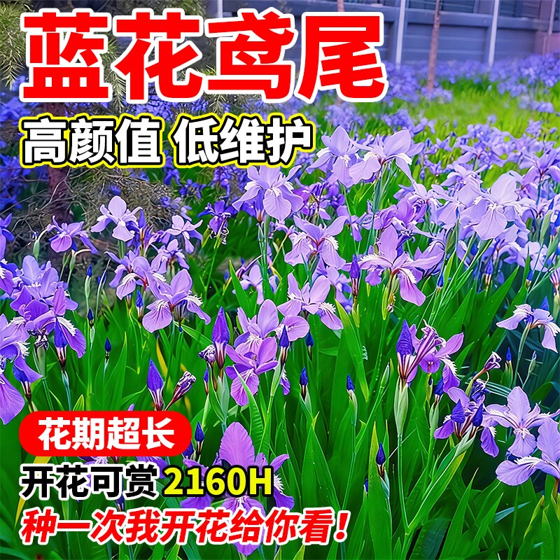 蓝花鸢尾种子燕尾开花易活四季播种黄菖蒲花种籽盆栽耐阴宿根庭院