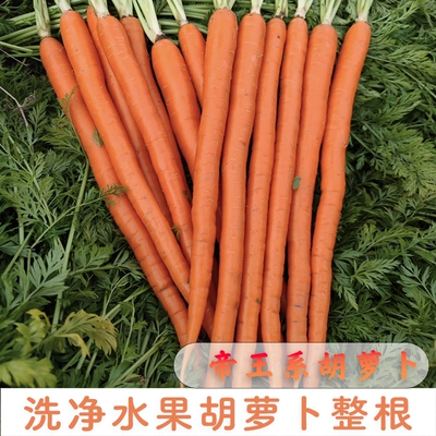 甘肃水洗帝王系手指水果胡萝卜生吃脆甜可蒸煮煲汤宝宝辅食
