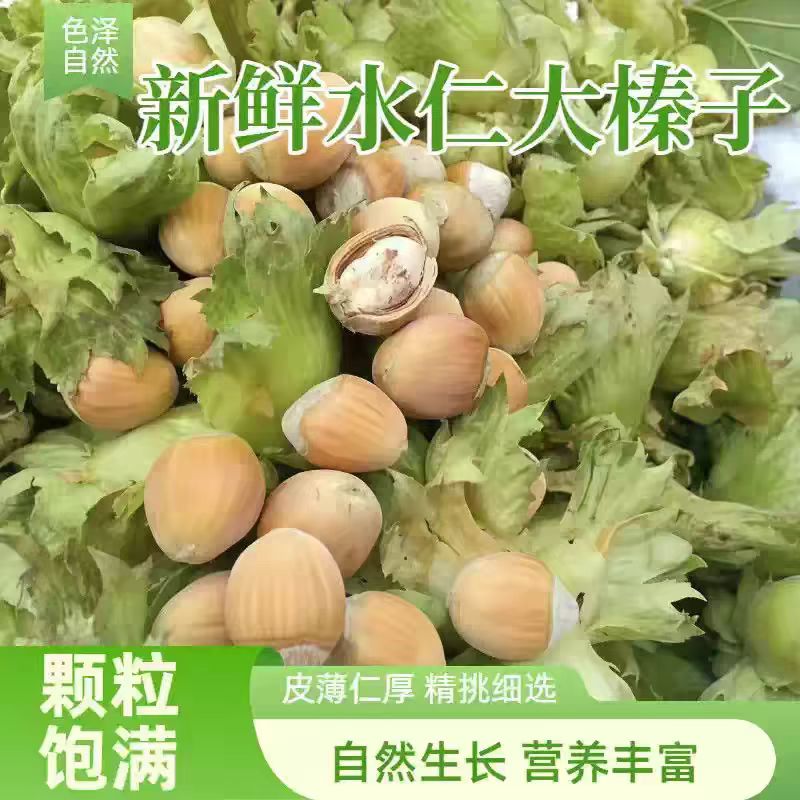 桓仁新鲜大榛子新货东北绿皮水仁水瓤去皮生榛子当季新鲜坚果好吃