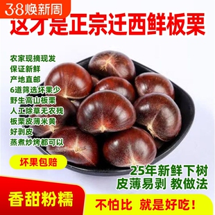 2025年现摘新货正宗迁西新鲜板栗生栗子野生河北毛栗燕山栗仁