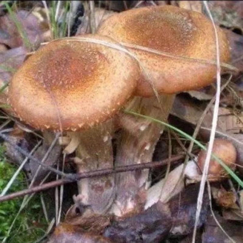 野生榛蘑菌种包家庭简单