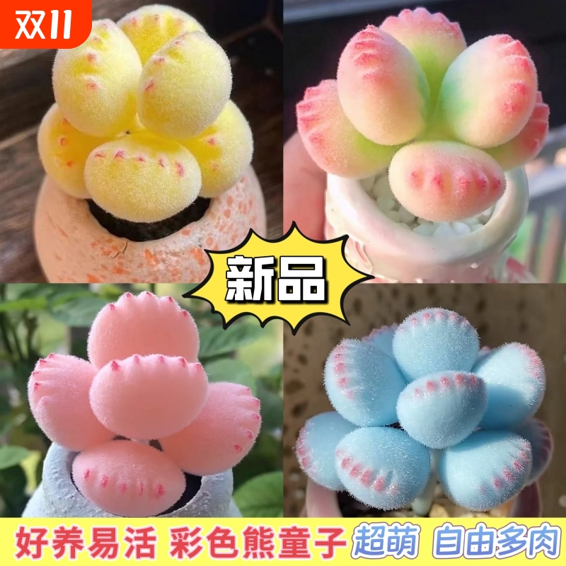 多肉熊爪植物熊童子锦熊掌室内桌面盆栽新品客厅防辐射好养萌肉