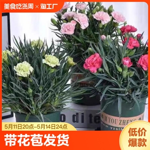 康乃馨盆栽带花苞大花四季开花室内阳台菊花花苗好养绿植花卉礼物