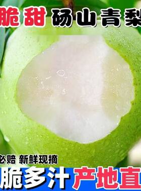 正宗砀山酥脆梨青皮梨子新鲜酥梨薄皮水果整箱应季时令现摘