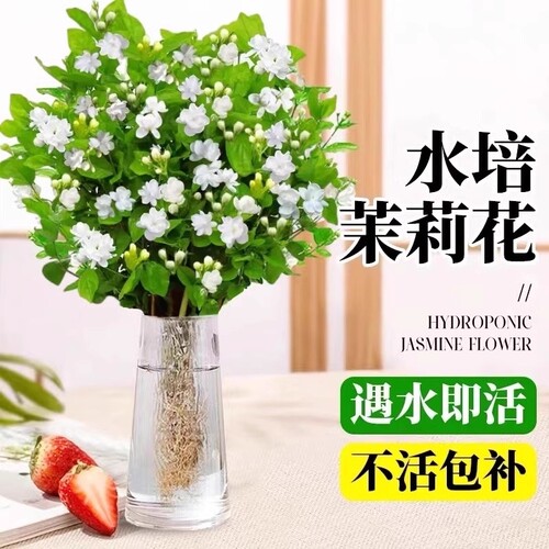 茉莉花苗盆栽水培植物驱蚊九里香老桩花卉室内好养活四季开花客厅