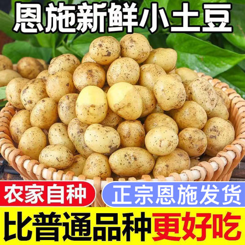 新鲜恩施迷你小土豆现挖黄心土豆马铃薯洋芋蔬菜1-10斤批发包邮