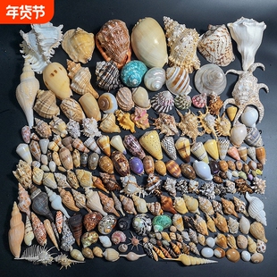 天然海螺贝壳海星鱼缸造景寄居蟹换壳漂流瓶材料家居装饰摆件礼物